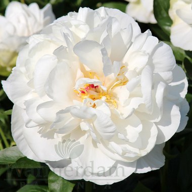 Elizabeth Sweeting7
